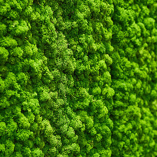 Maintenance-free moss walls and moss pictures for interiors, office design, hotel design, spa planning, shop fitting, Freund GmbH GREEN, biophilic design
